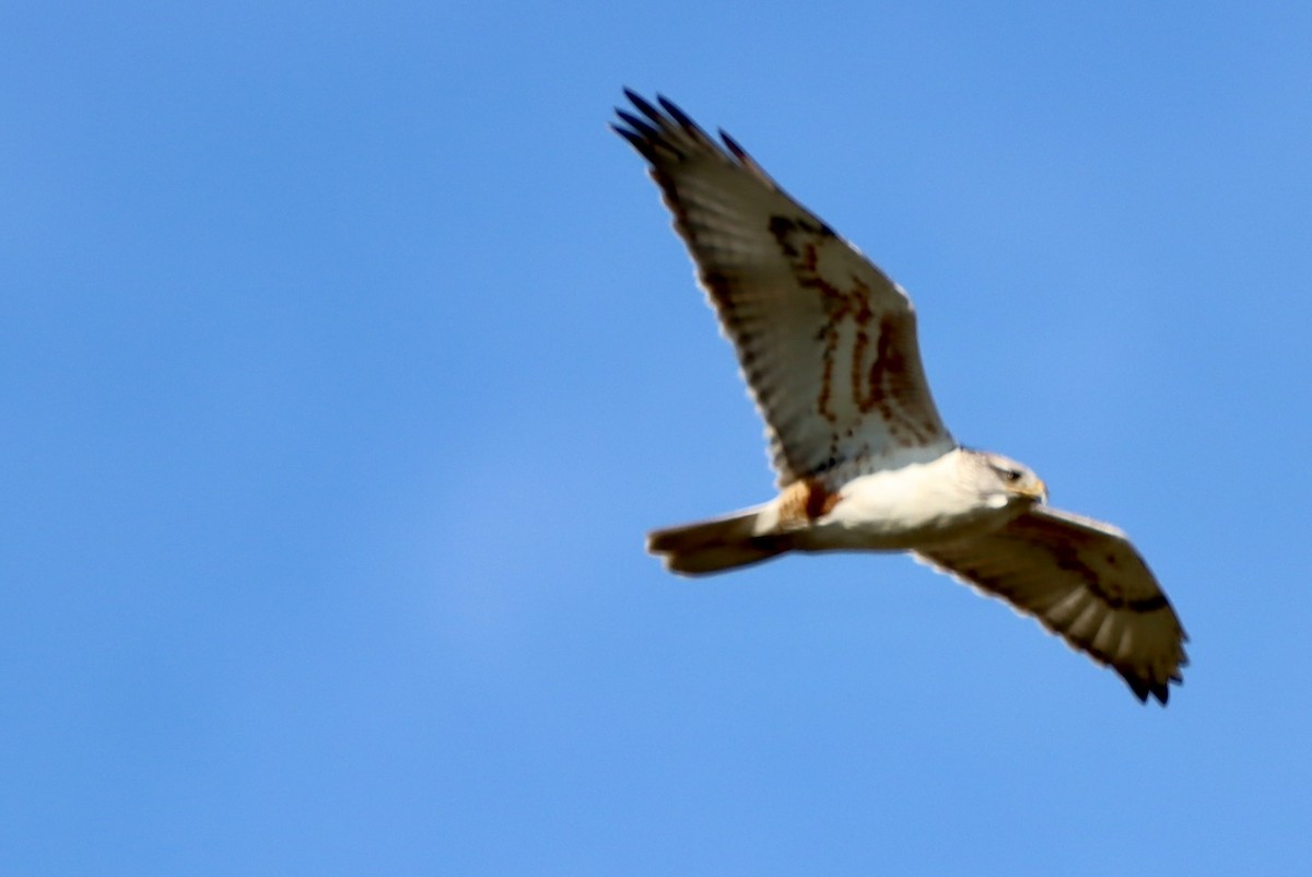 Ferruginous Hawk - ML647051355