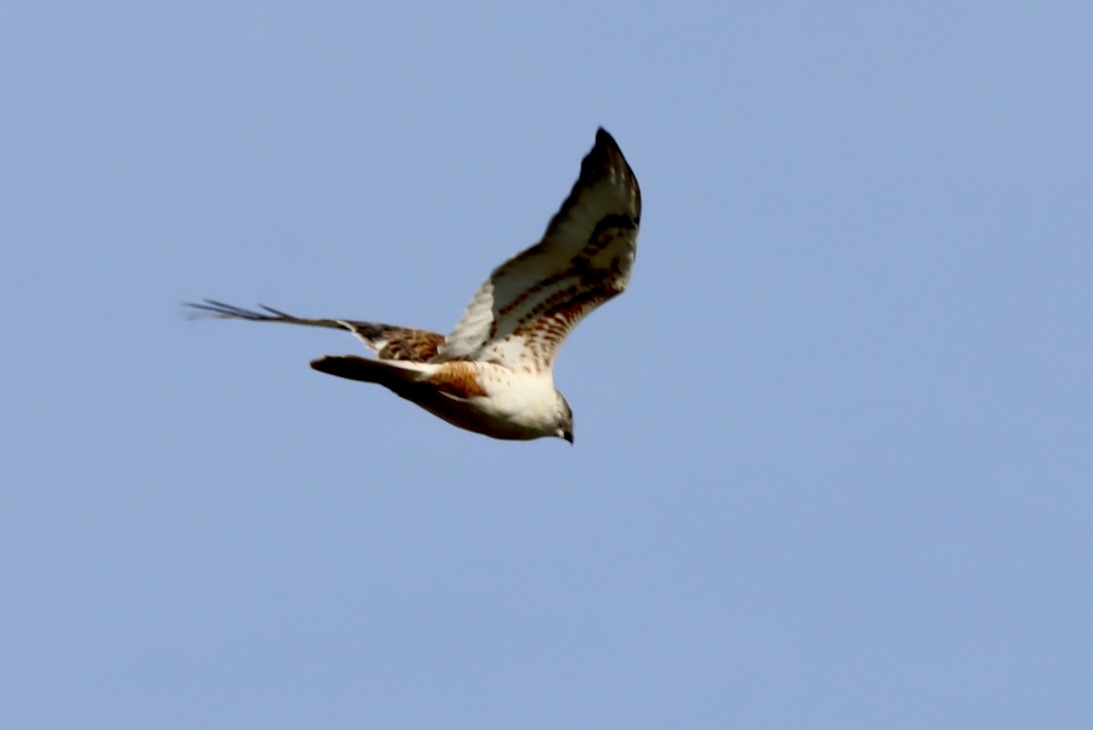 Ferruginous Hawk - ML647051357