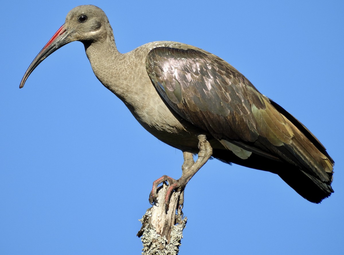 ハダダトキ - ML647051373