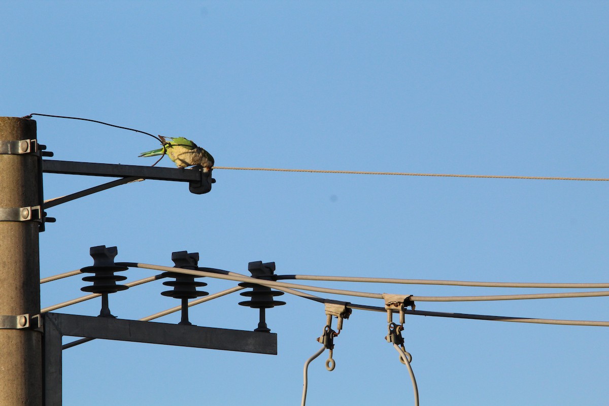 Калита сіроволий - ML647051378