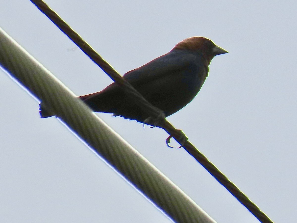 Braunkopf-Kuhstärling - ML647051384