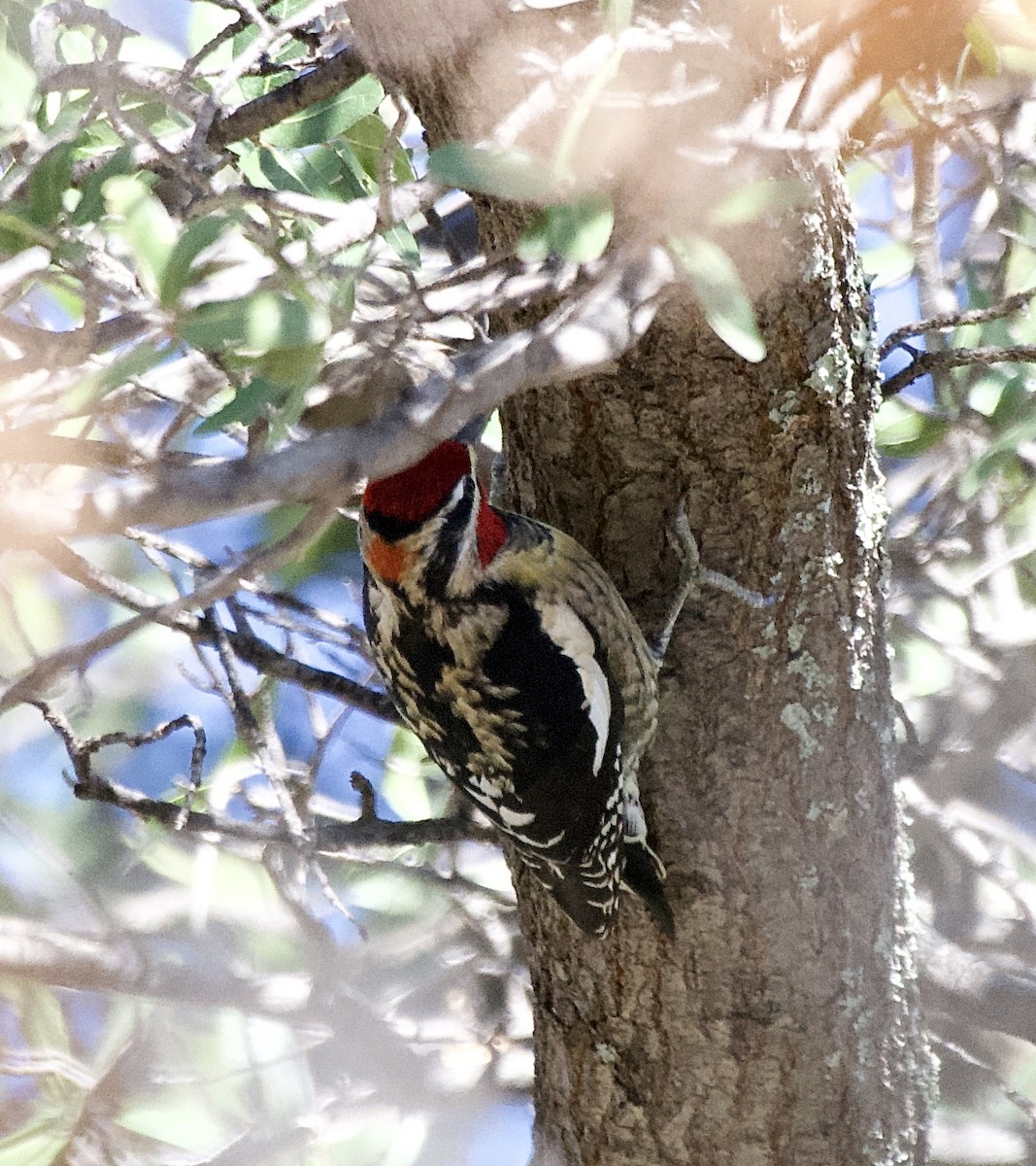 Red-naped Sapsucker - ML647051407