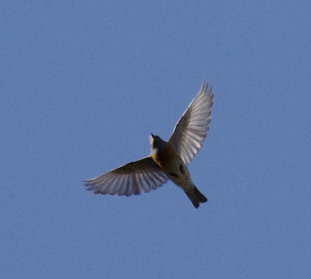 Batılı Mavi Ardıç - ML647051423