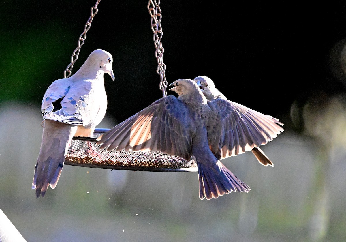 Braunkopf-Kuhstärling - ML647051424