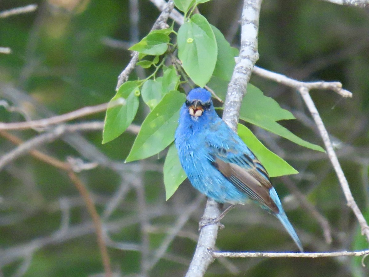 Indigo Bunting - ML647051427