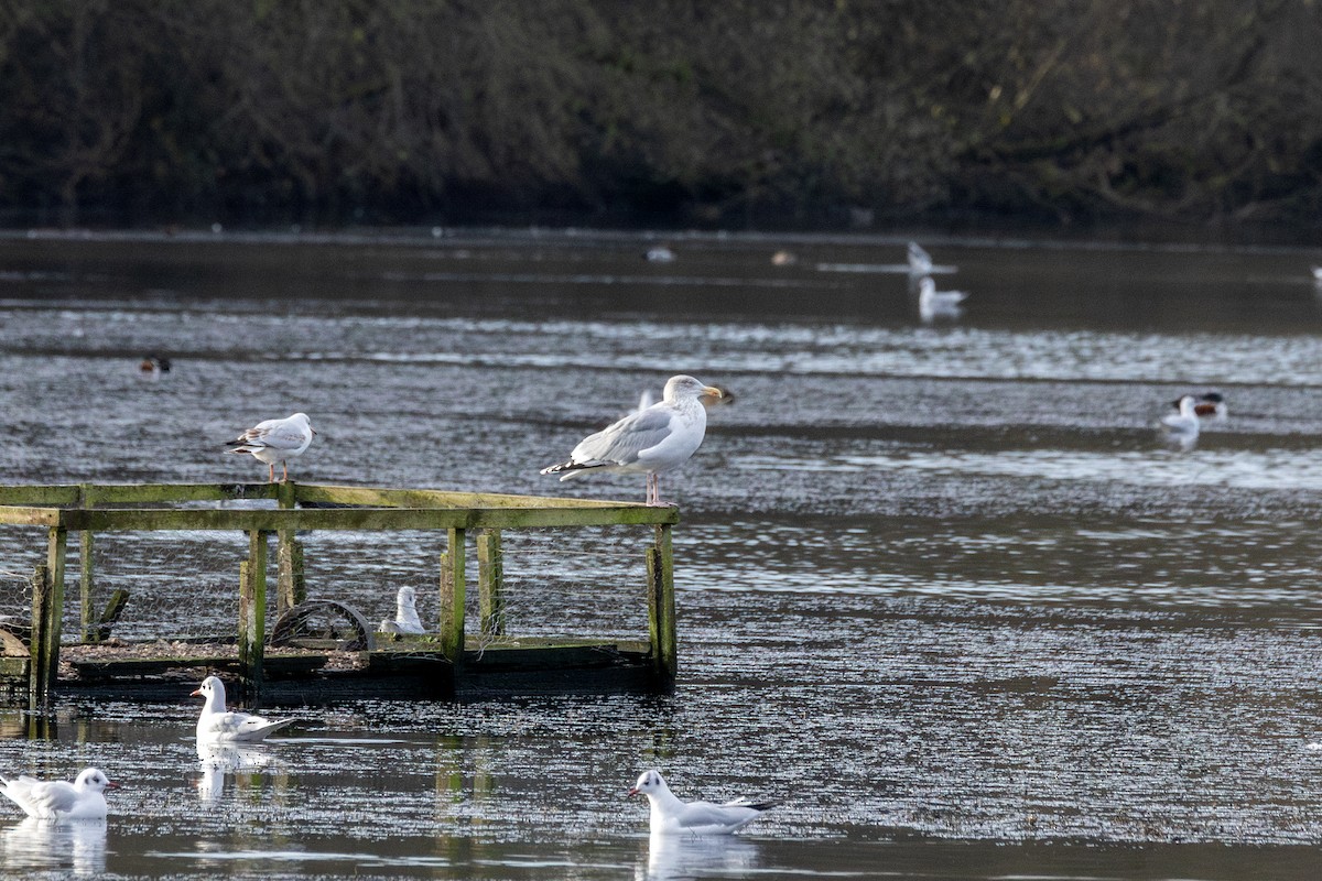 European Herring Gull - ML647051433