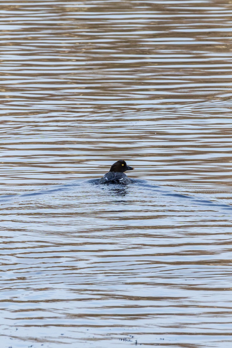 Common Goldeneye - ML647051434