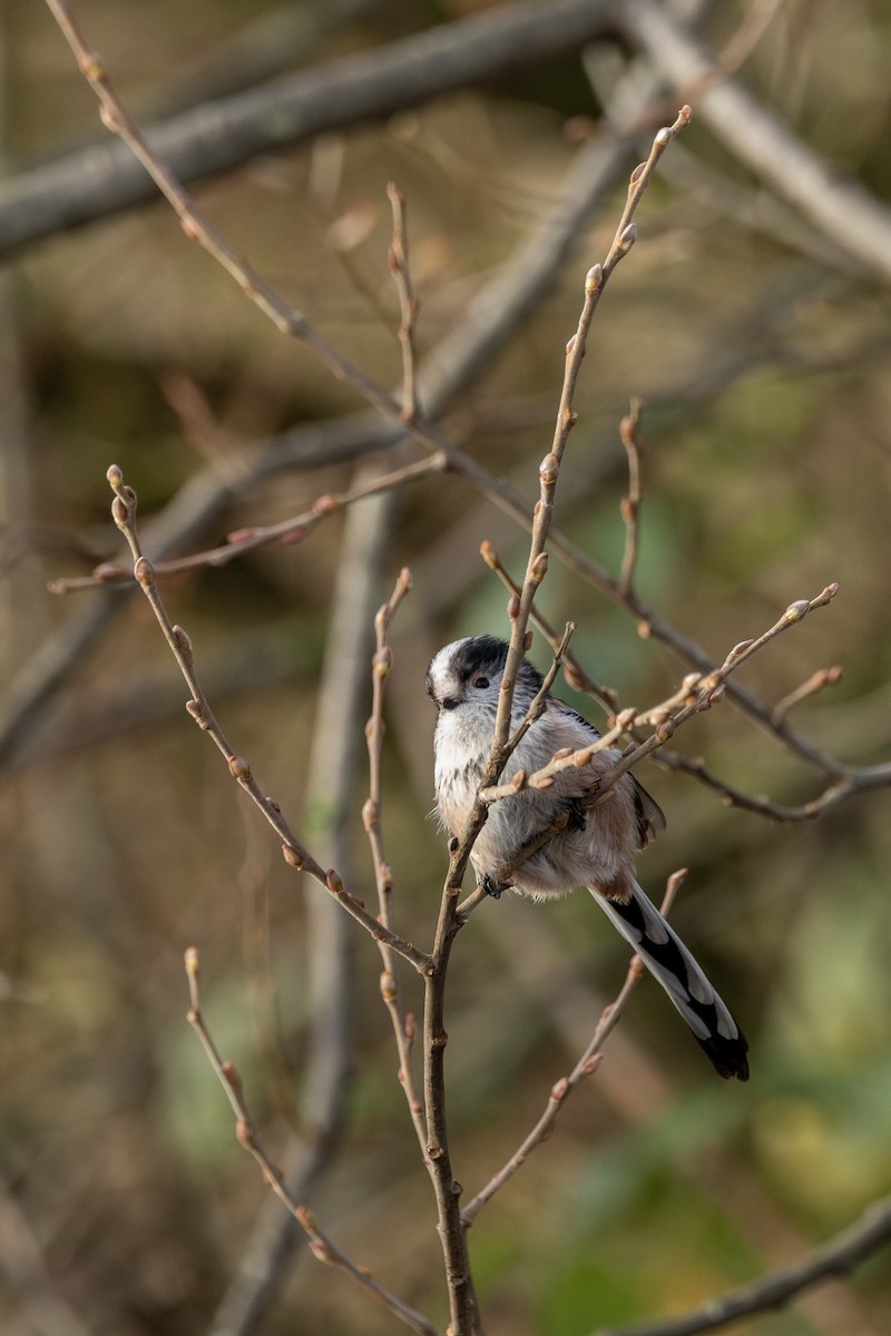 Long-tailed Tit - ML647051435