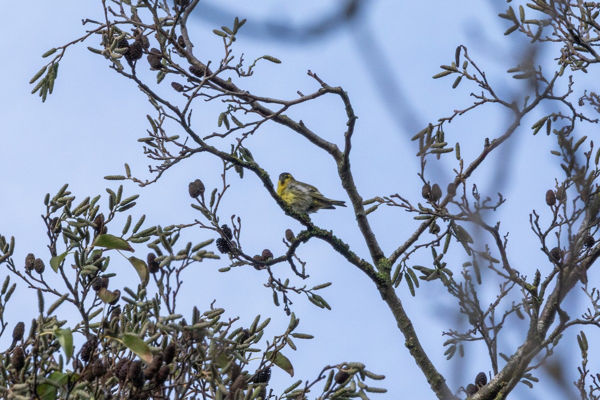 Eurasian Siskin - ML647051436