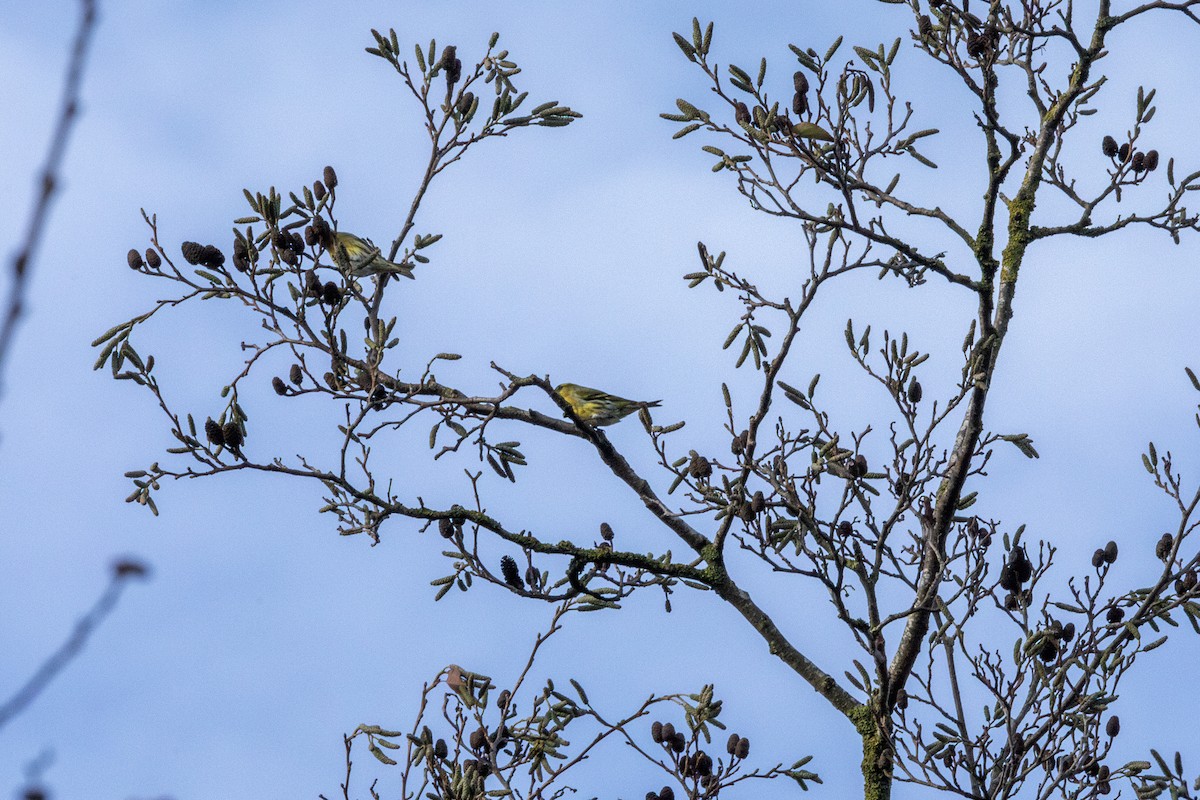 Eurasian Siskin - ML647051437