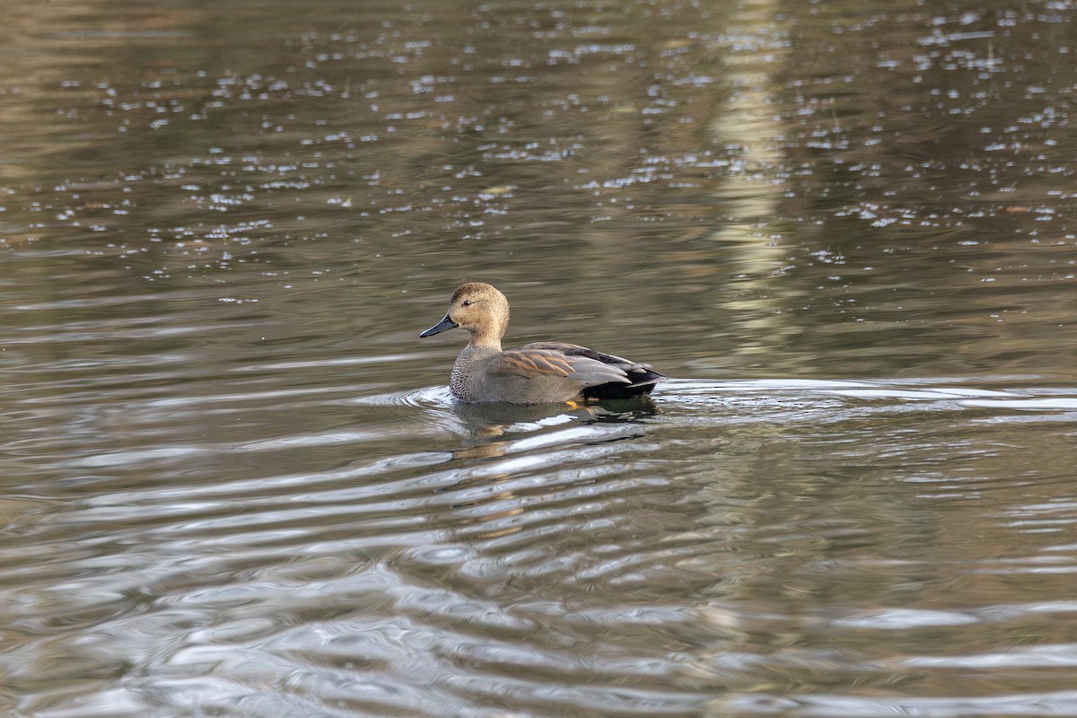 Нерозень - ML647051438