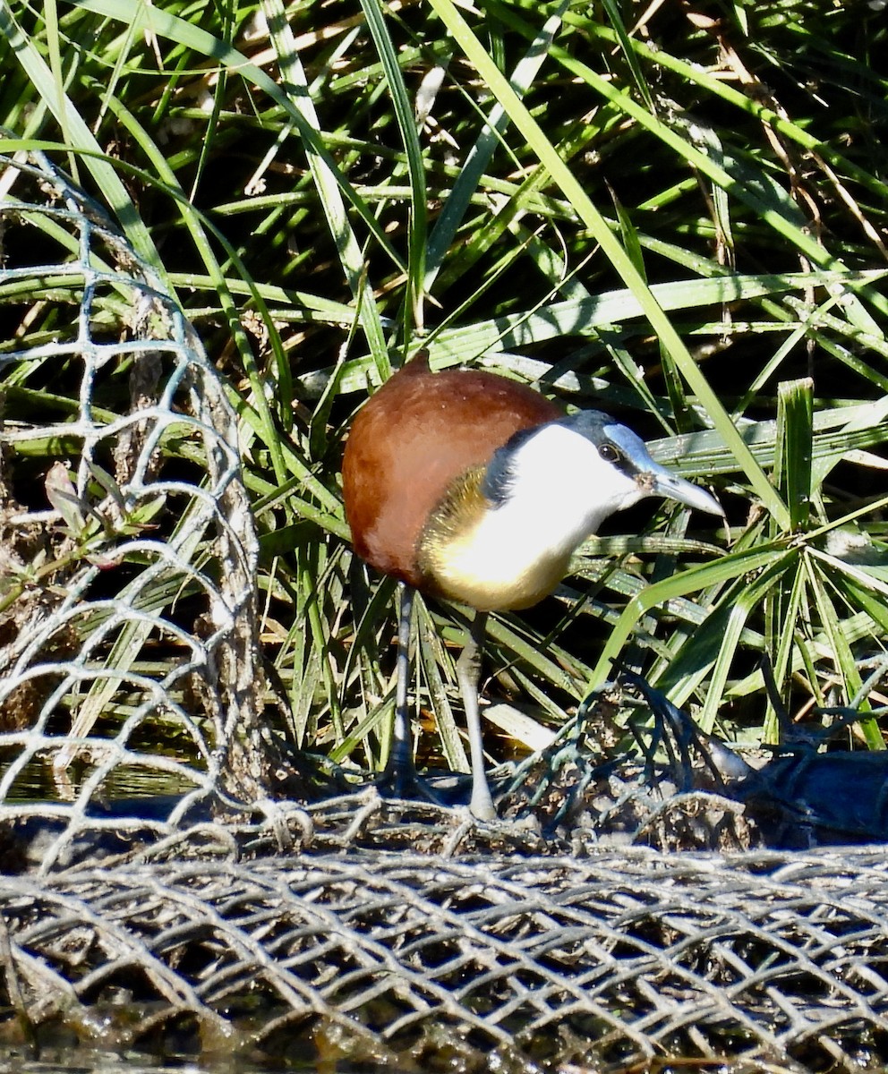 アフリカレンカク - ML647051439