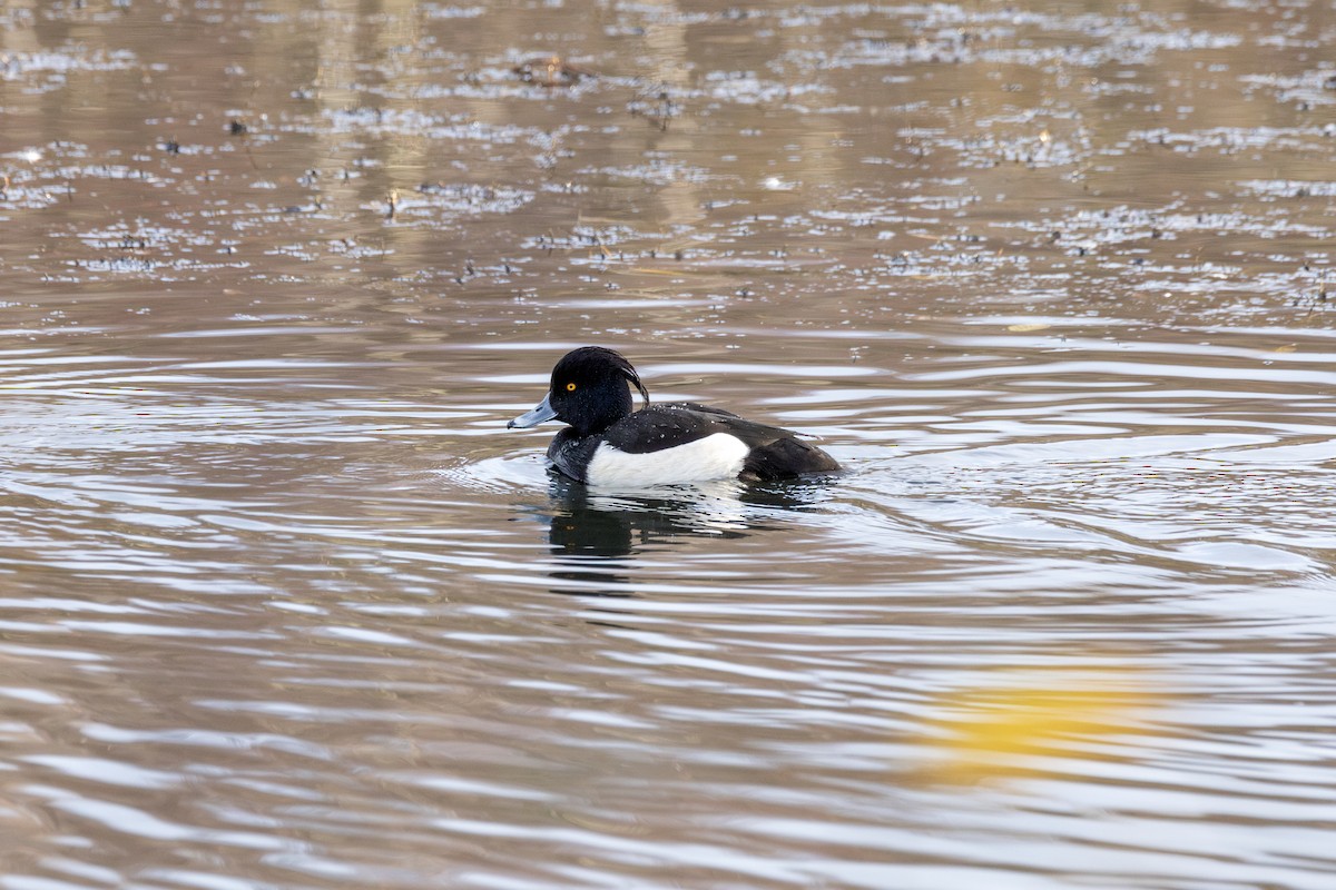 Tufted Duck - ML647051440