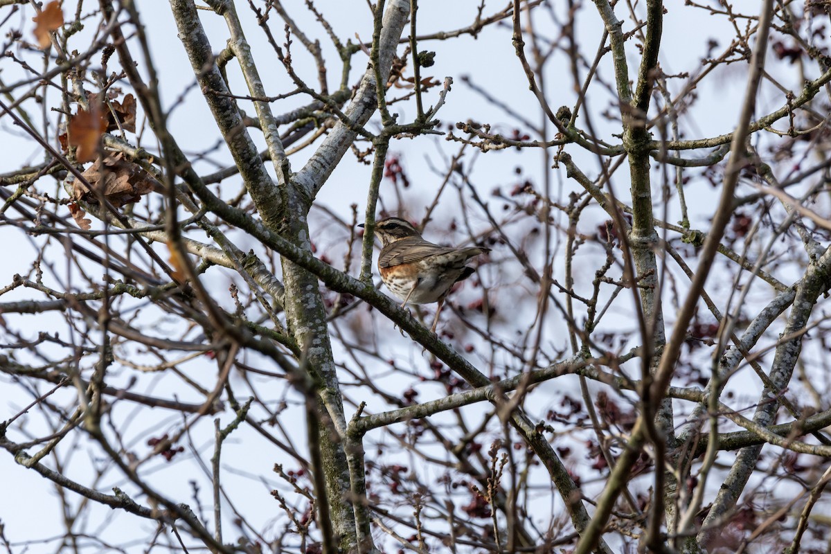 Redwing - ML647051441