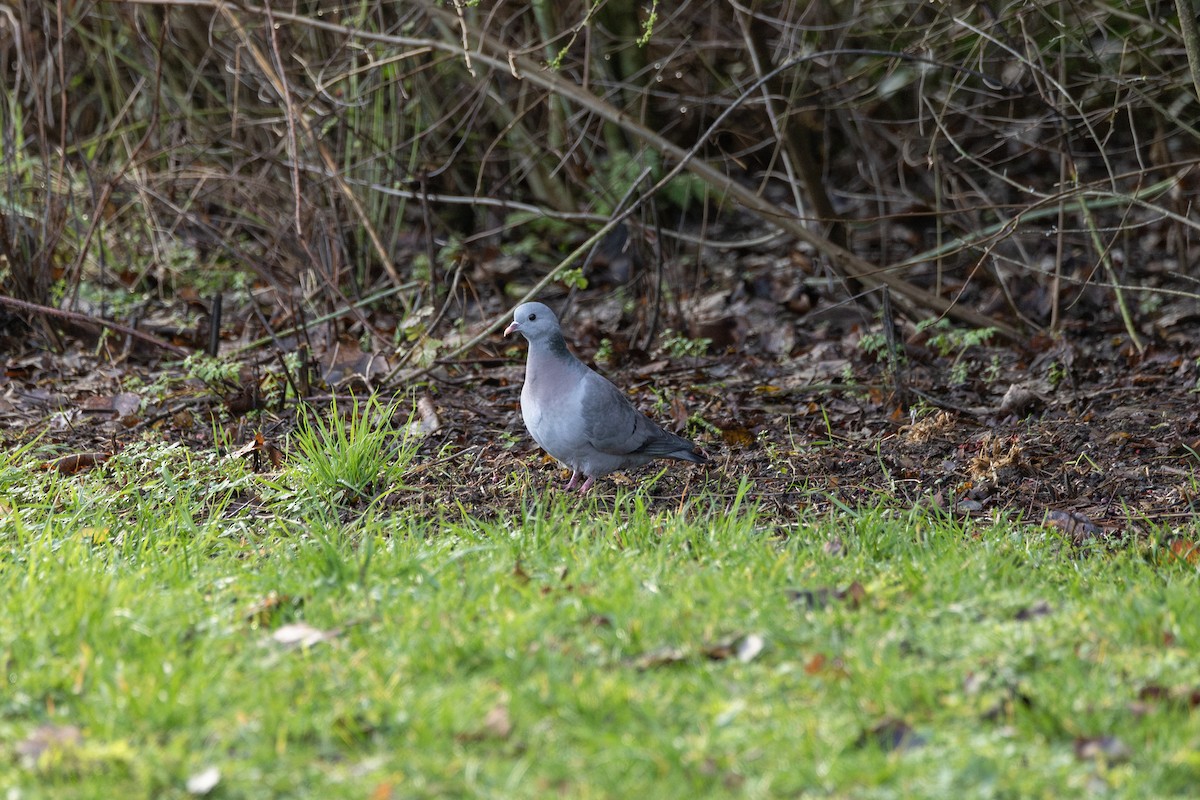 Stock Dove - ML647051442