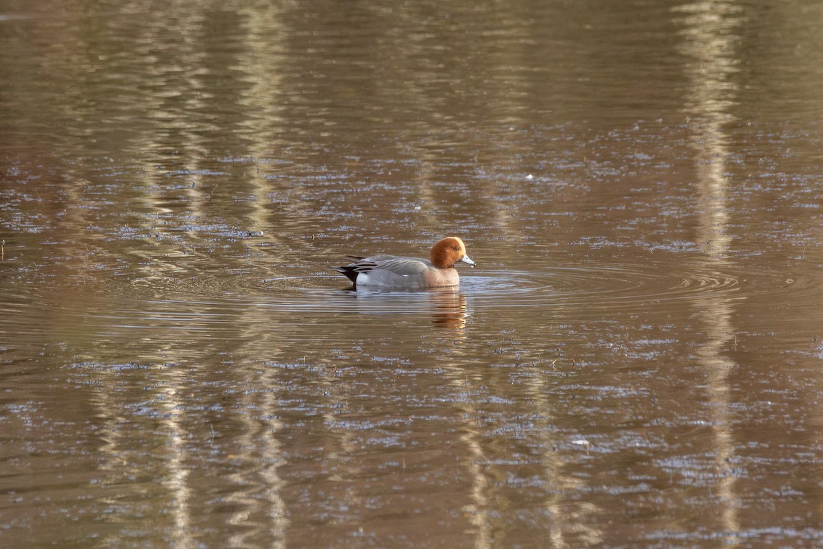 Eurasian Wigeon - ML647051443