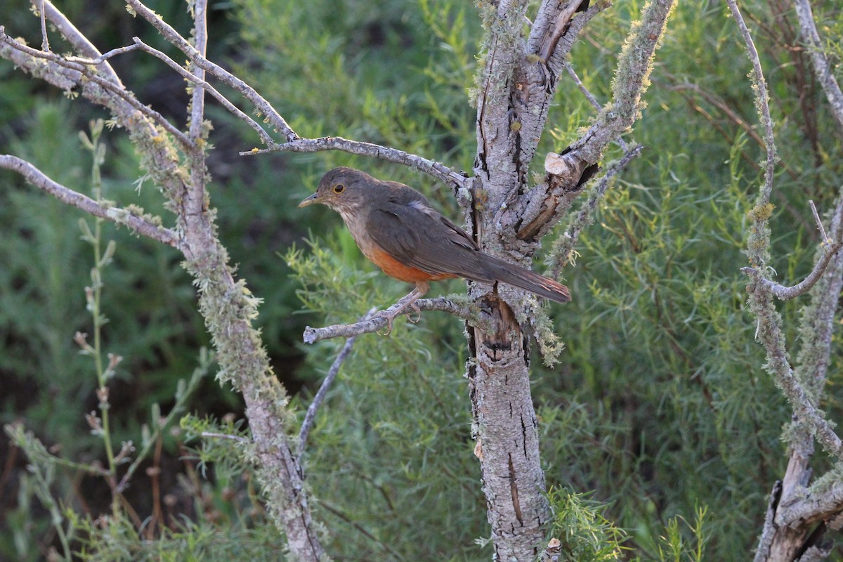 Rufous-bellied Thrush - ML647051448