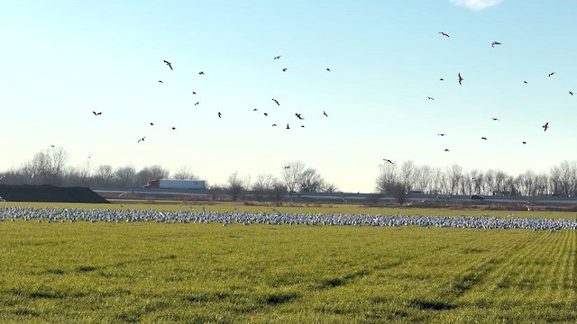 Ring-billed Gull - ML647051452