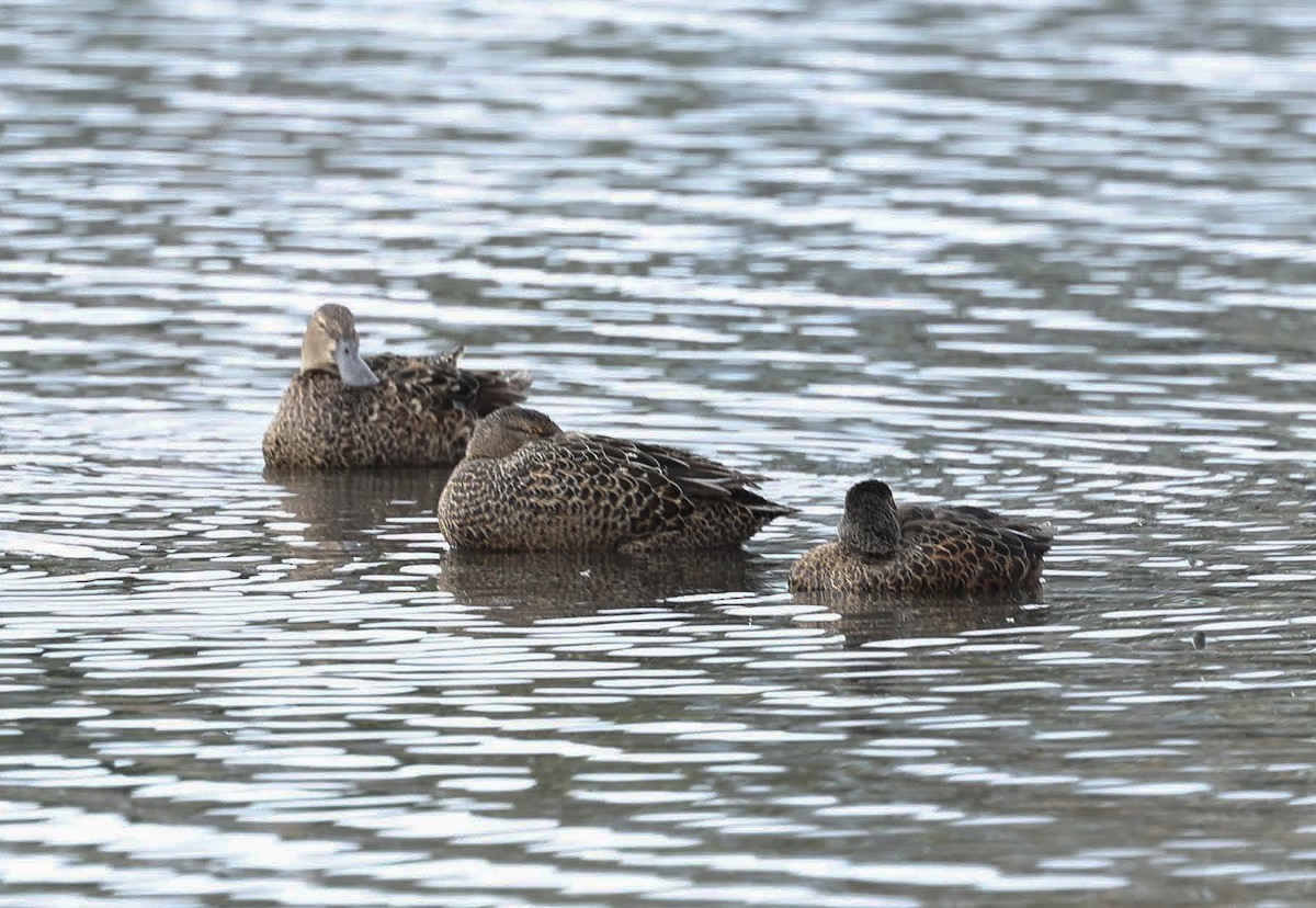 Австралийская широконоска - ML647051465