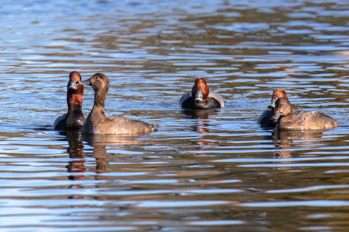 Redhead - ML647051466