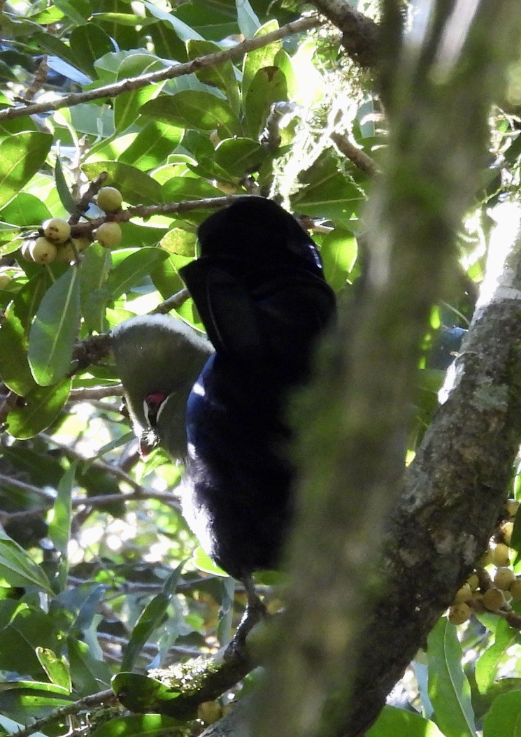 エボシドリ - ML647051468