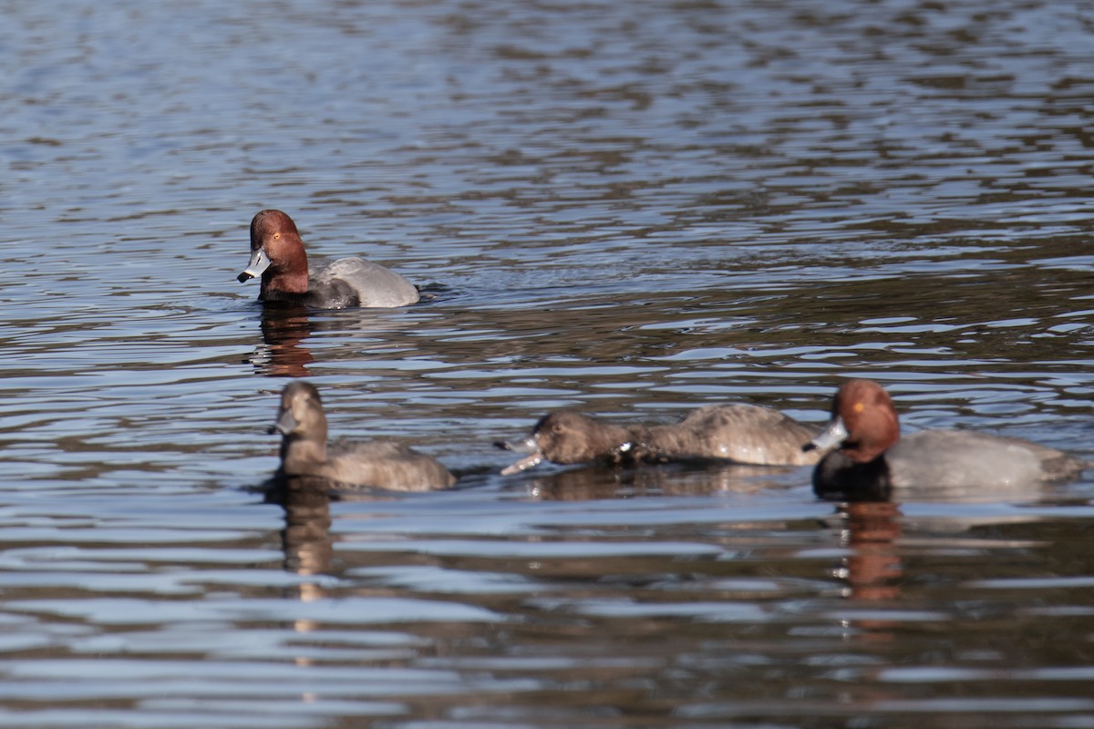 Redhead - ML647051474