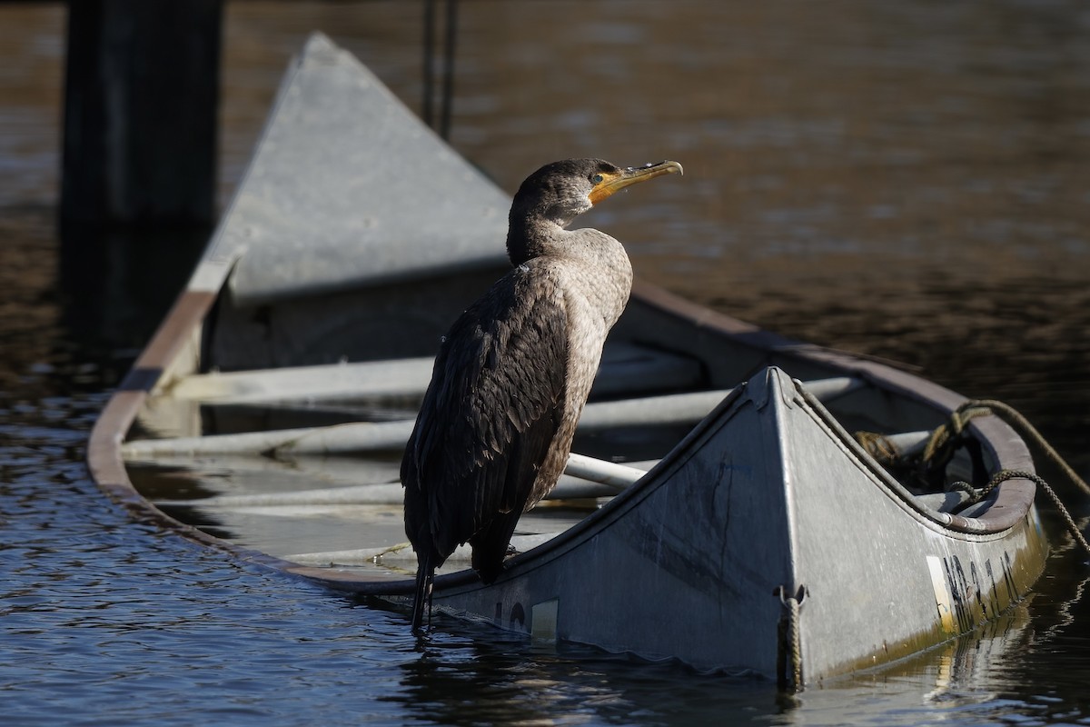 kormorán ušatý - ML647051475