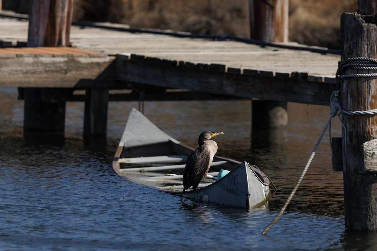 kormorán ušatý - ML647051476