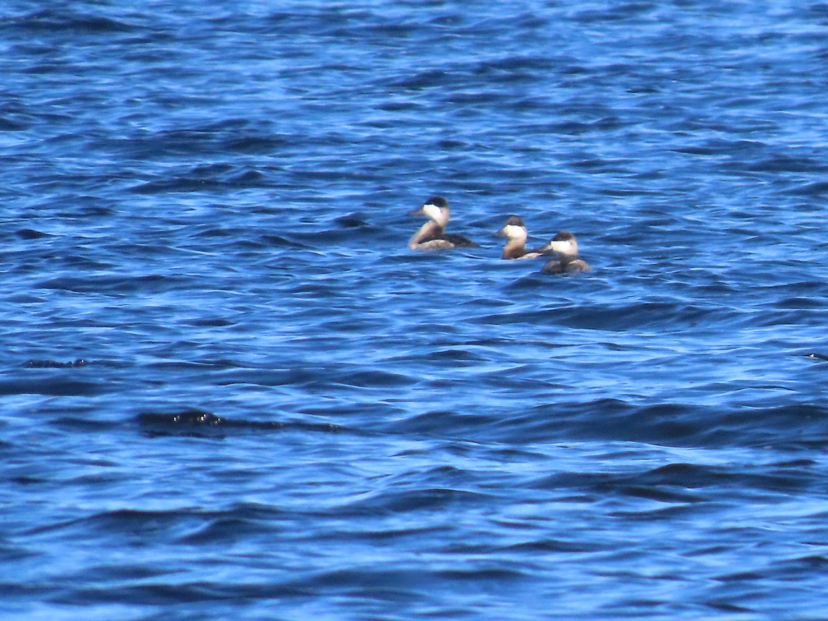 Gobbo della Giamaica - ML647051477