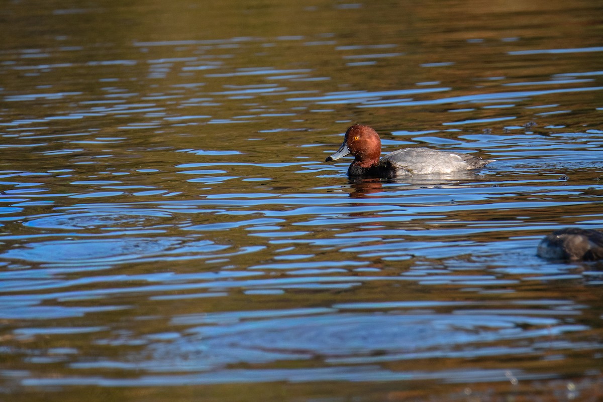 Redhead - ML647051484