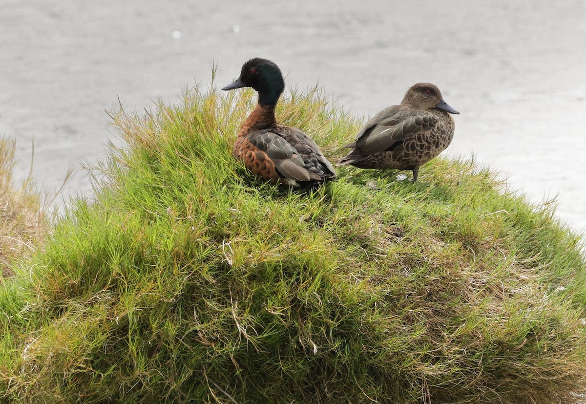 Chestnut Teal - ML647051492