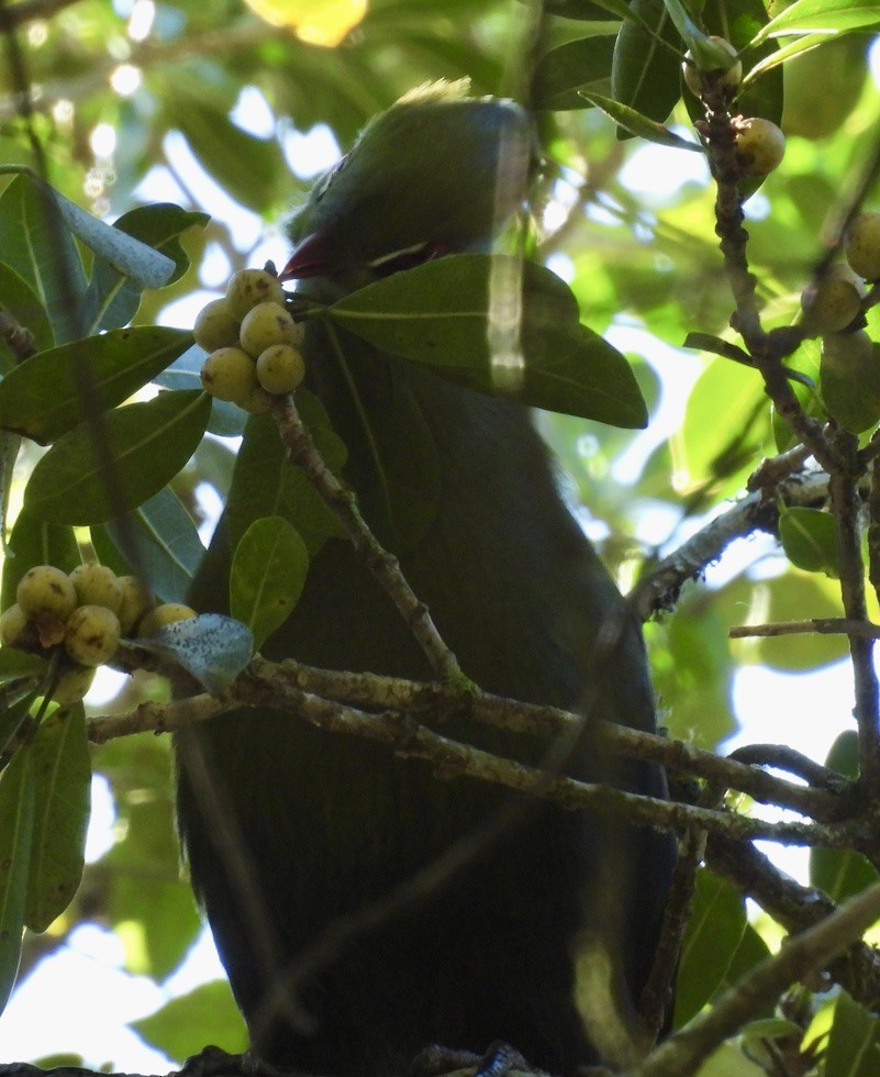 エボシドリ - ML647051505