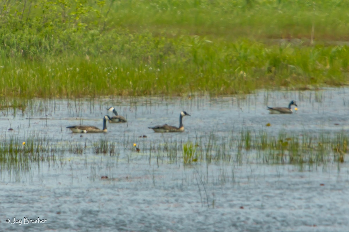 Kanada Kazı - ML647051506