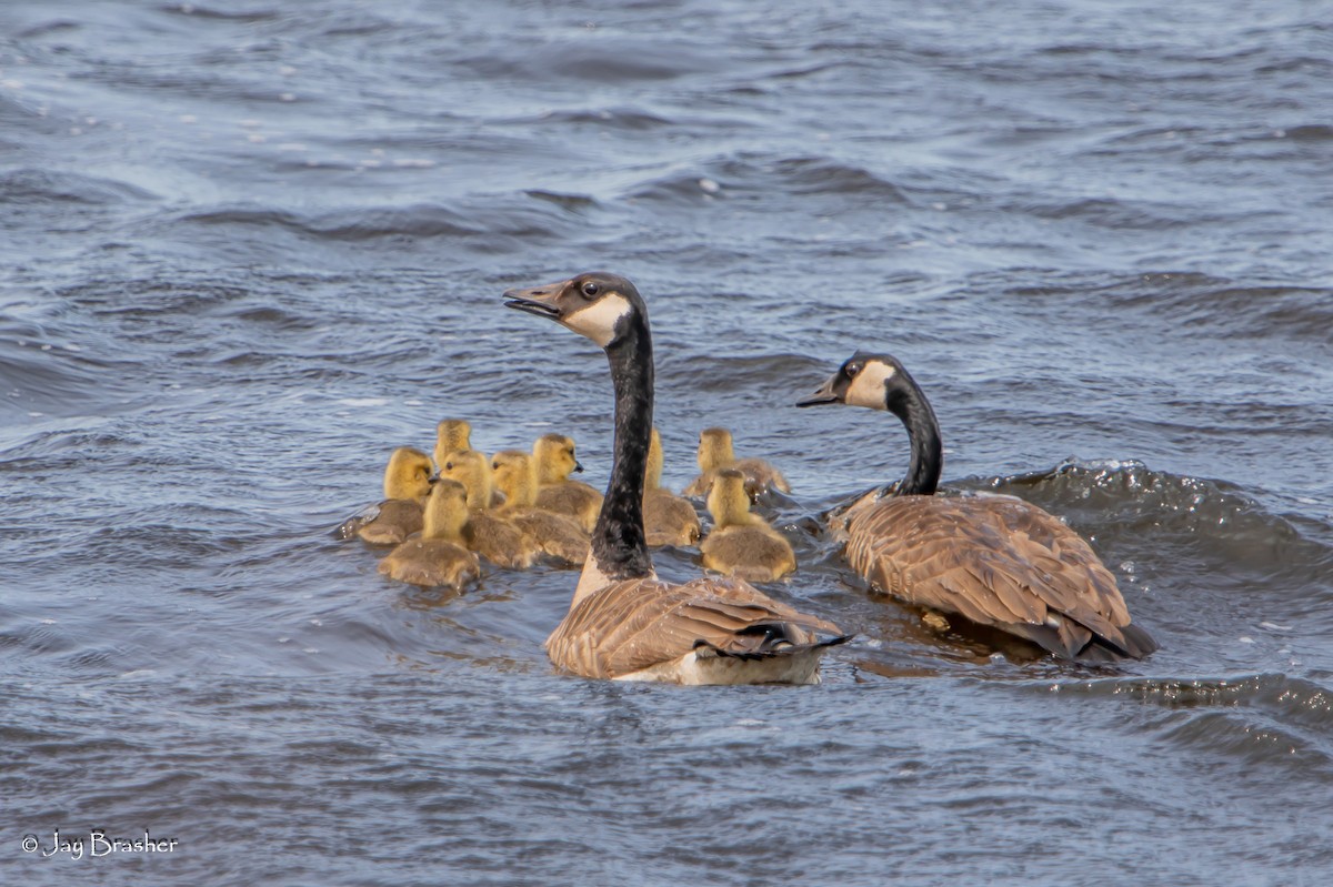 Kanada Kazı - ML647051508