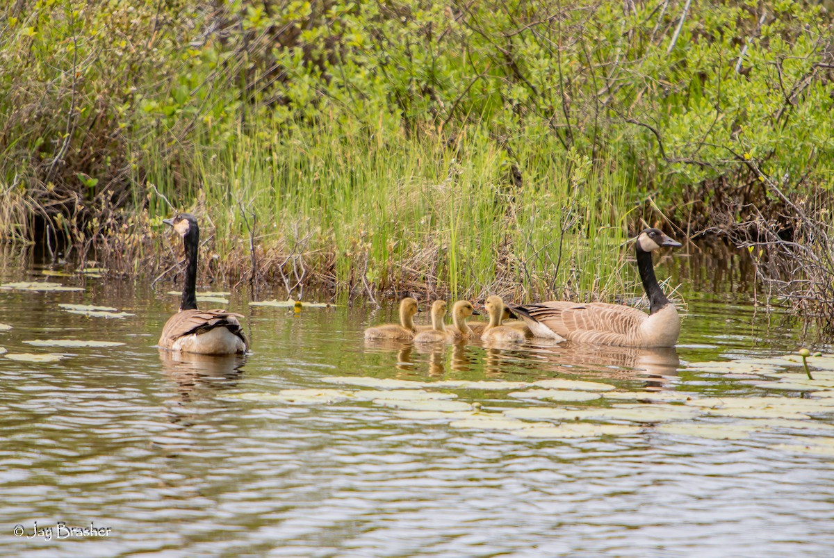 Kanada Kazı - ML647051509