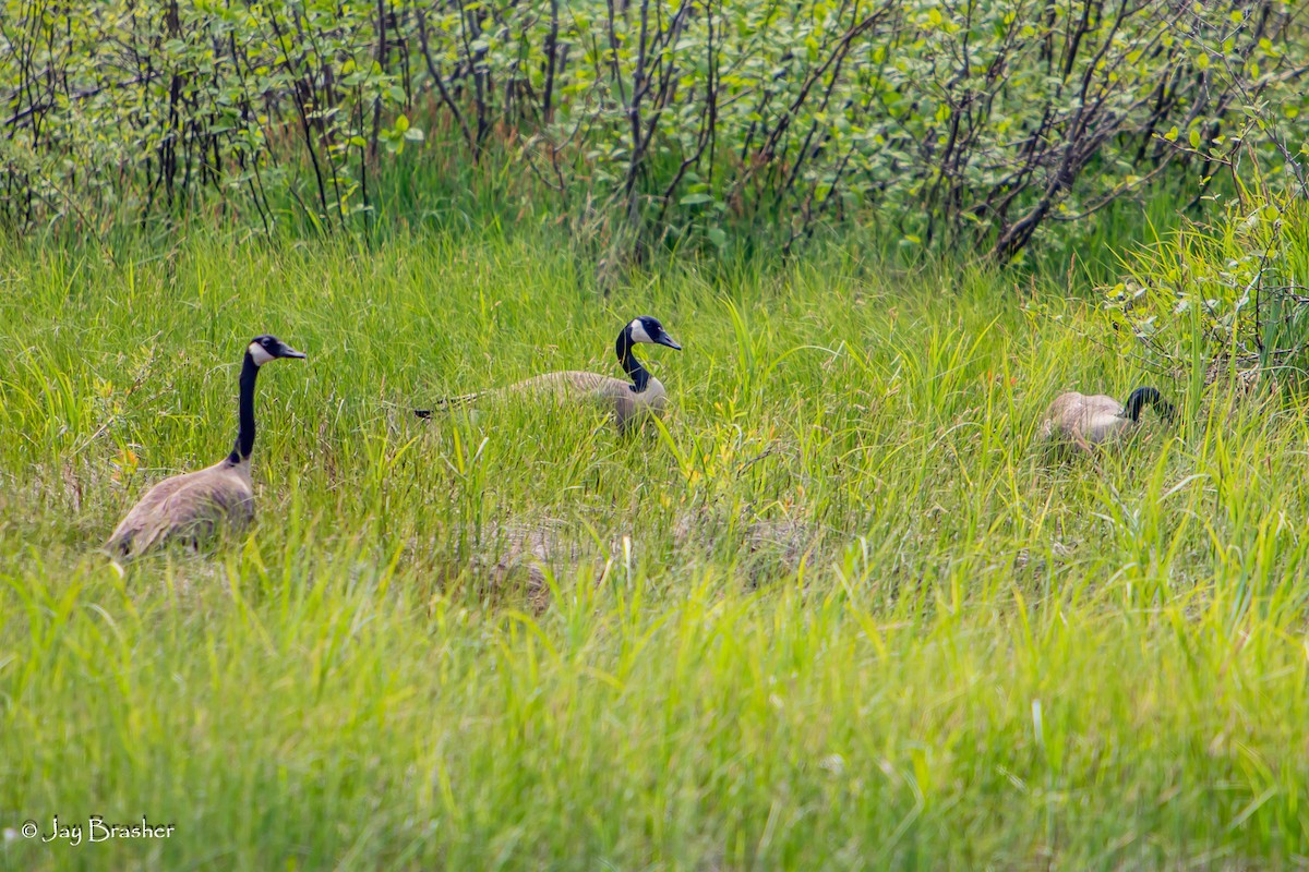 Kanada Kazı - ML647051510