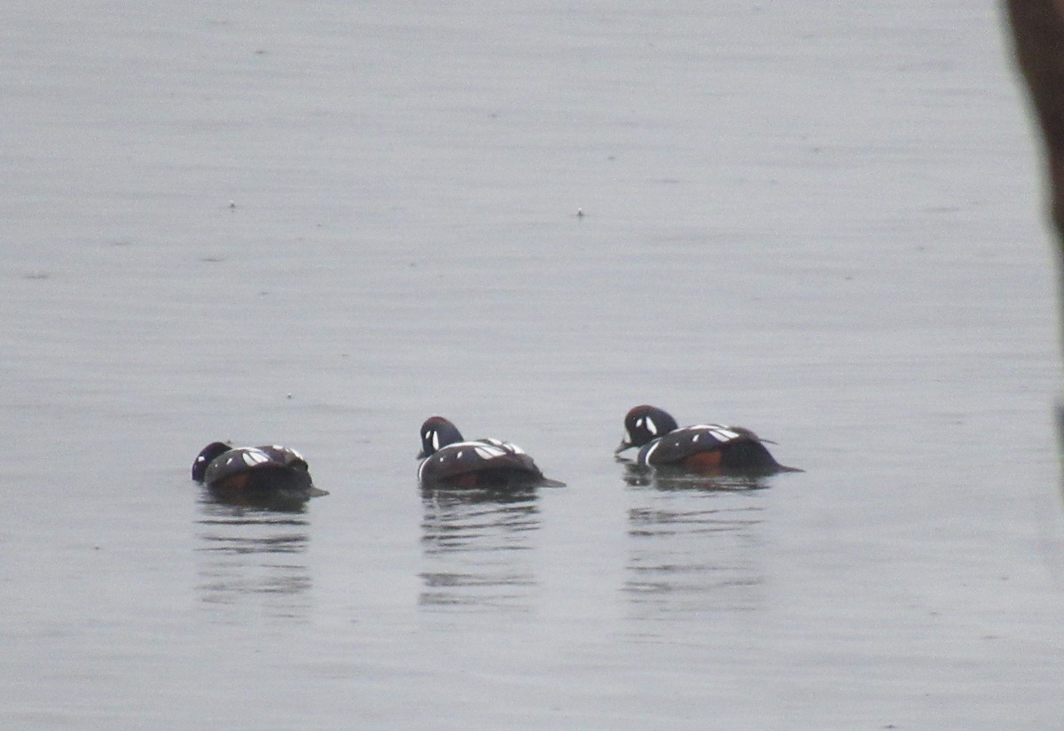 Palyaço Ördeği - ML647051515