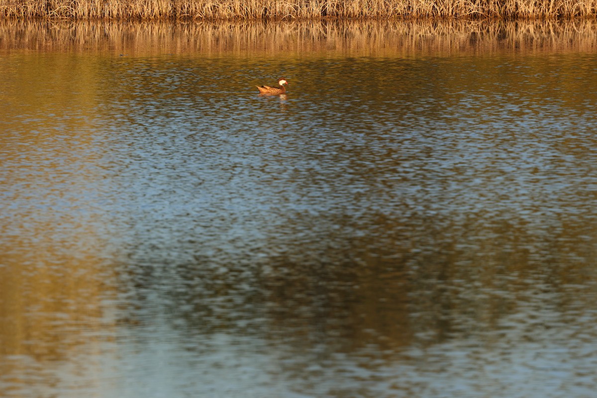 Bahamaente - ML647051519