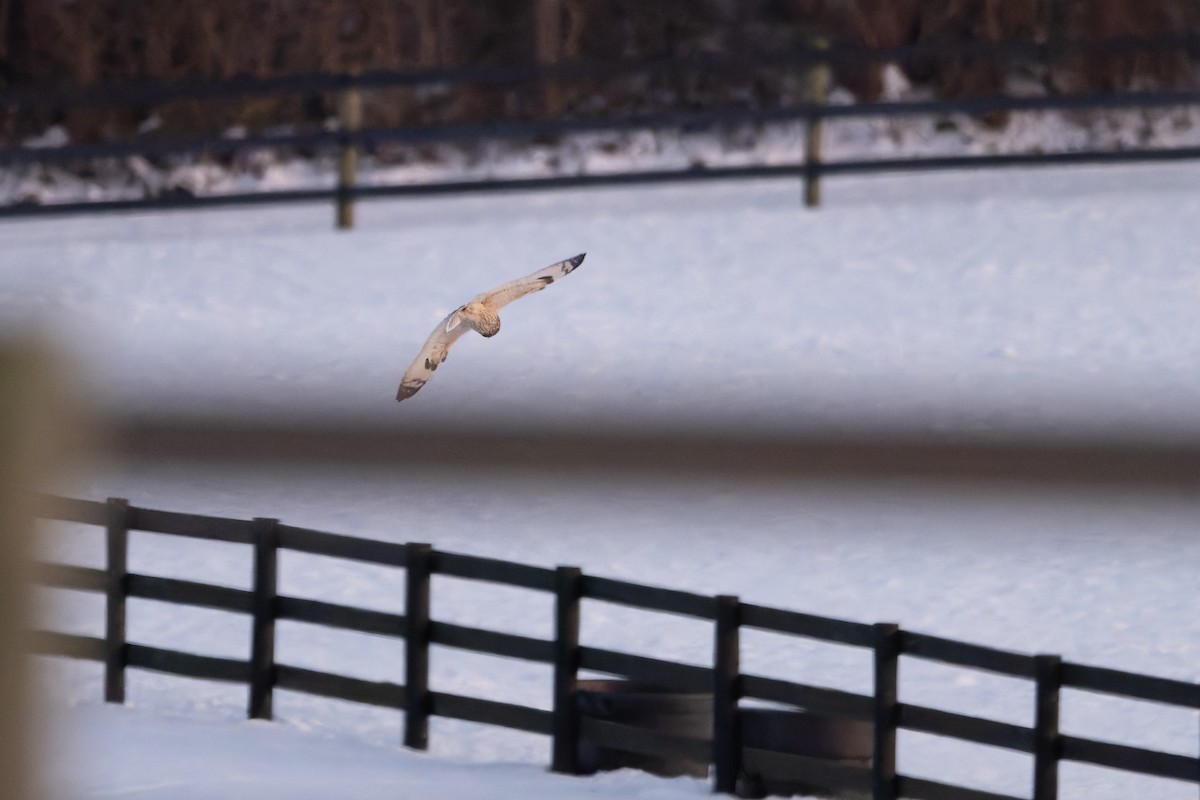Short-eared Owl - ML647051531