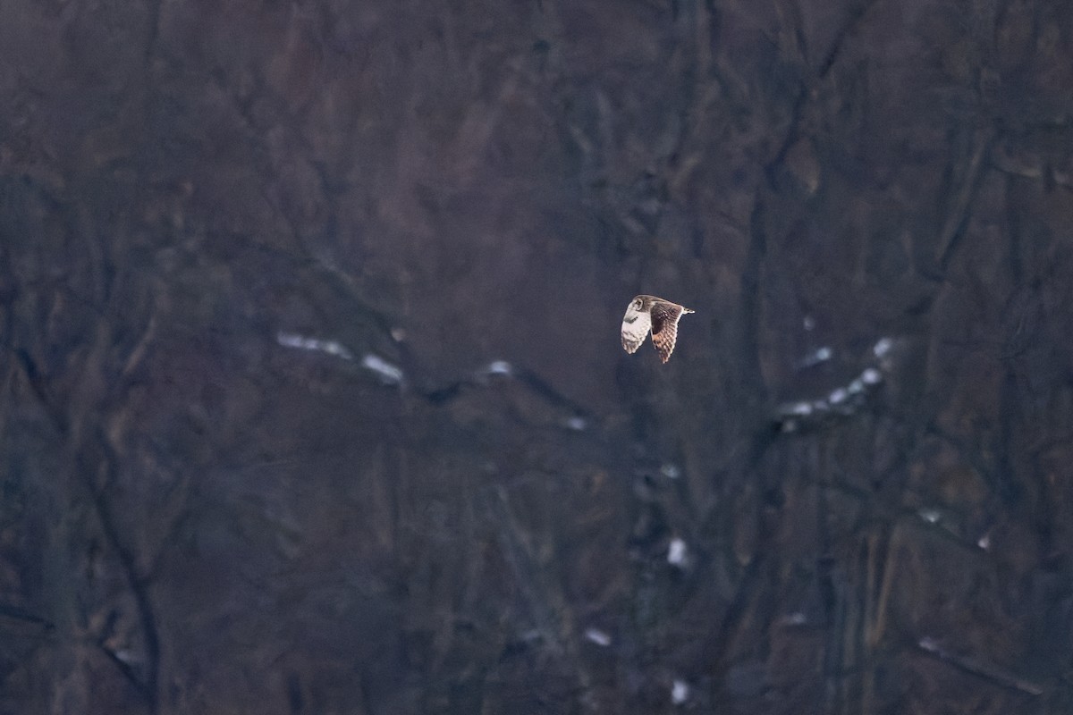Short-eared Owl - ML647051532