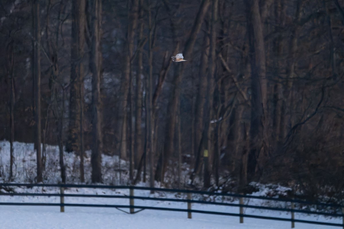 Short-eared Owl - ML647051533