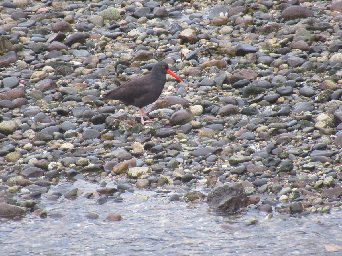 ústřičník západní - ML647051538