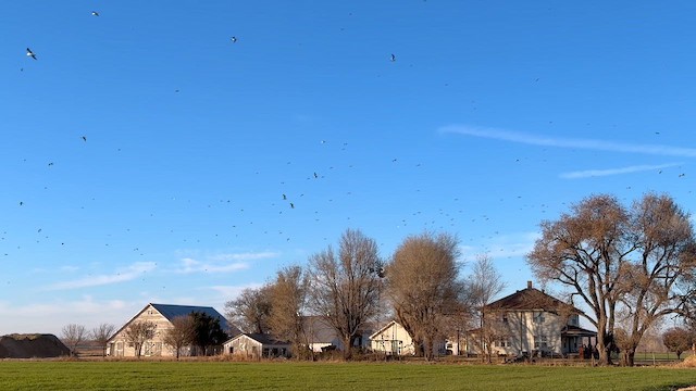 Ring-billed Gull - ML647051542