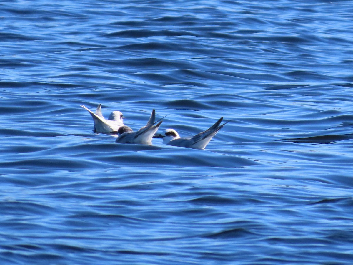 Forster's Tern - ML647051543