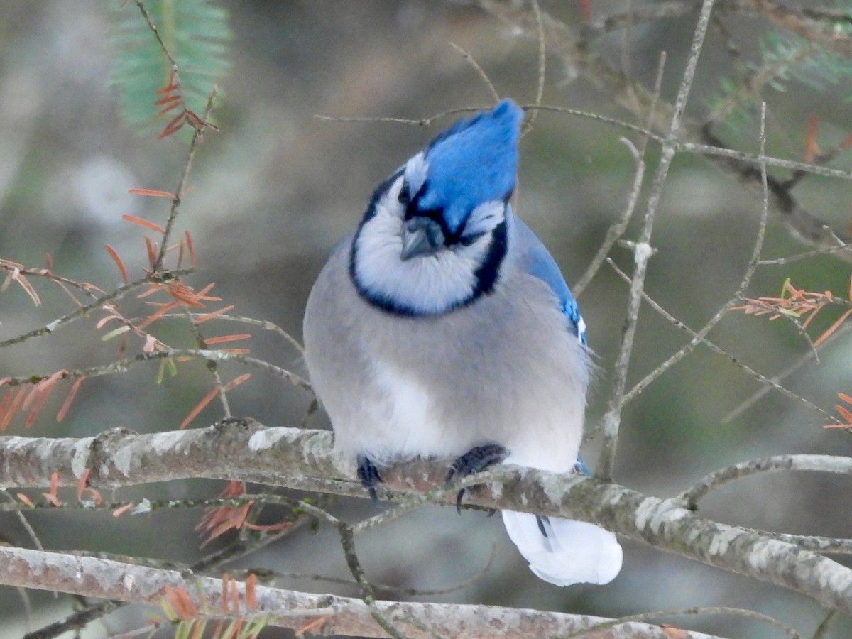 Blue Jay - ML647051544