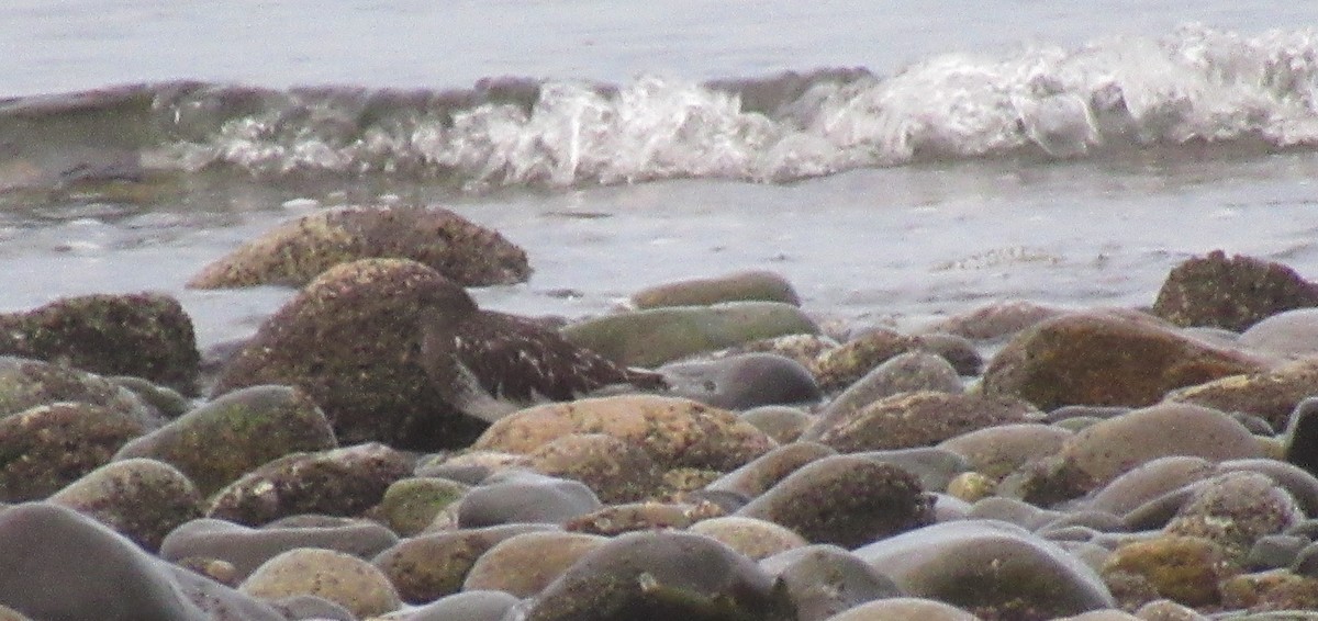 Black Turnstone - ML647051547