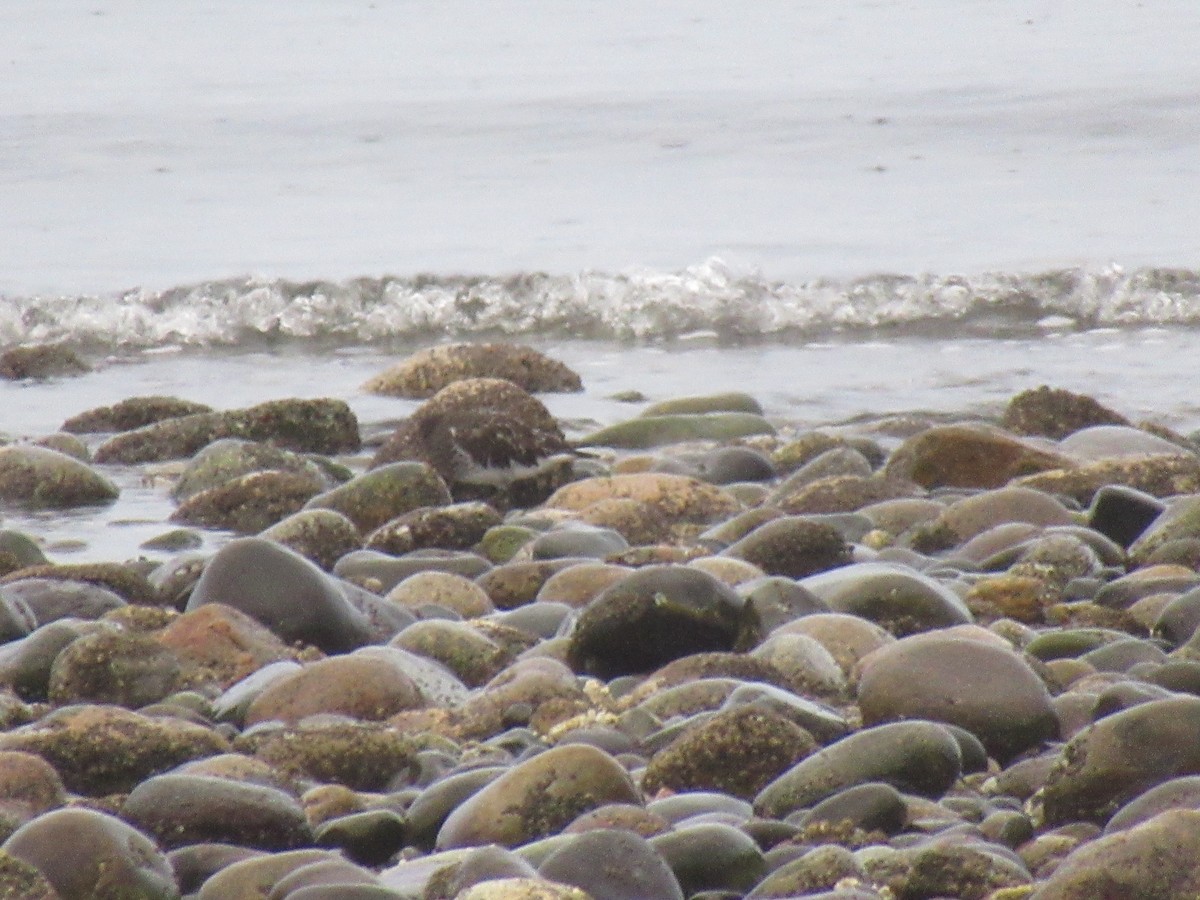 Black Turnstone - ML647051548
