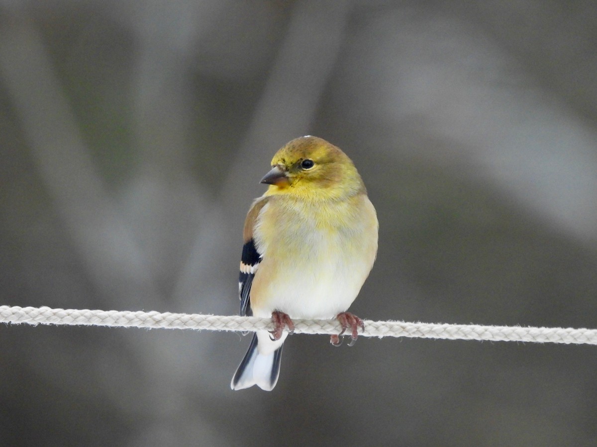 Altın İskete - ML647051555