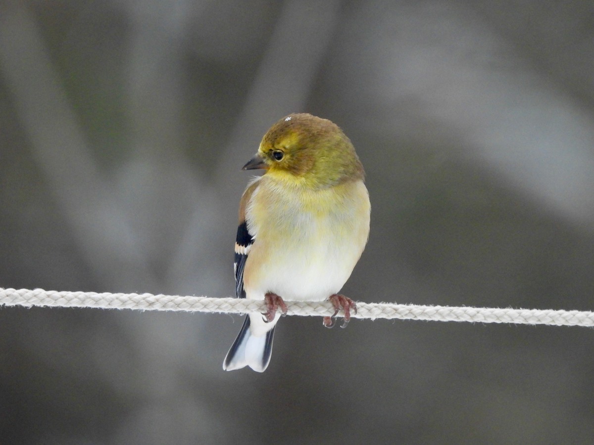 Altın İskete - ML647051556