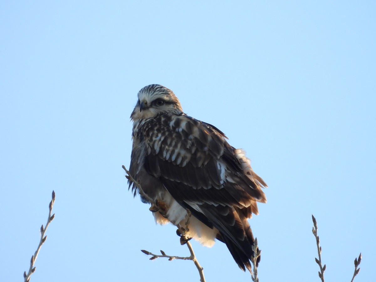 káně rousná - ML647051563